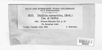 Daldinia concentrica image
